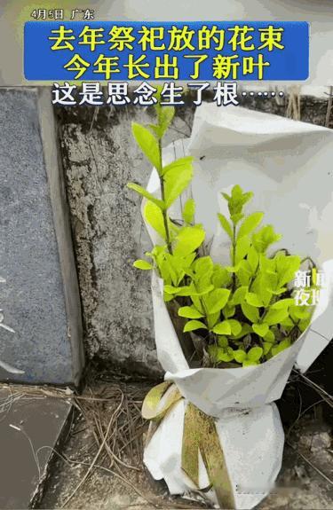 看哭了！广东，女子清明节去扫墓。突然，她发现去年放的一束花，今年长出了枝芽。网友