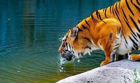 为什么人类喝地球的水需要过滤，而其他任何一种地球的生物可以直接喝地球的水？这么说