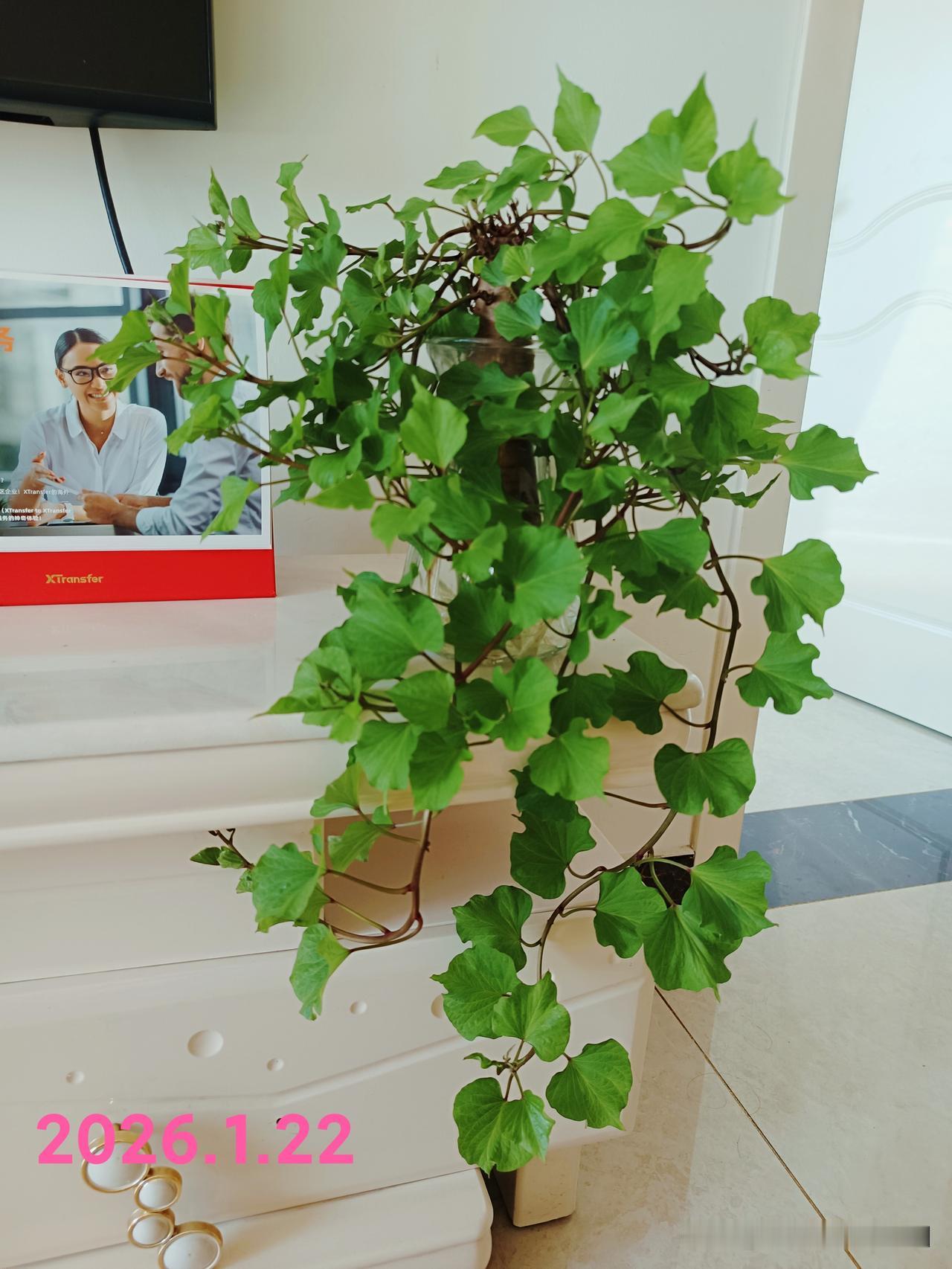 自将它泡入水中已过去一月有余瞧瞧是不是颇有绿萝的感觉啦有友友评论说“