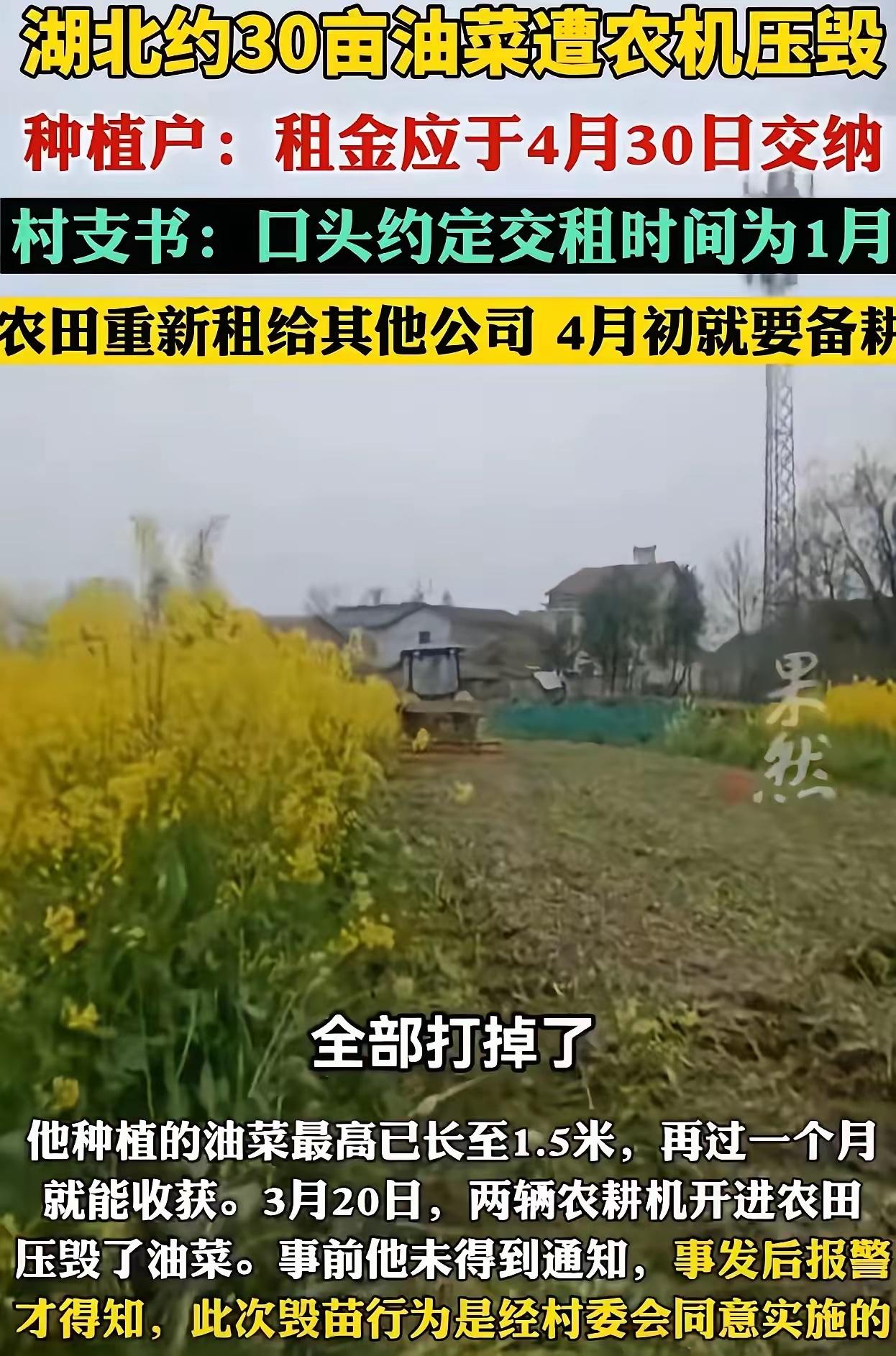 太让人心疼了！湖北咸宁30亩即将丰收的油菜花，竟被农机直接铲平，农户的心血瞬间化