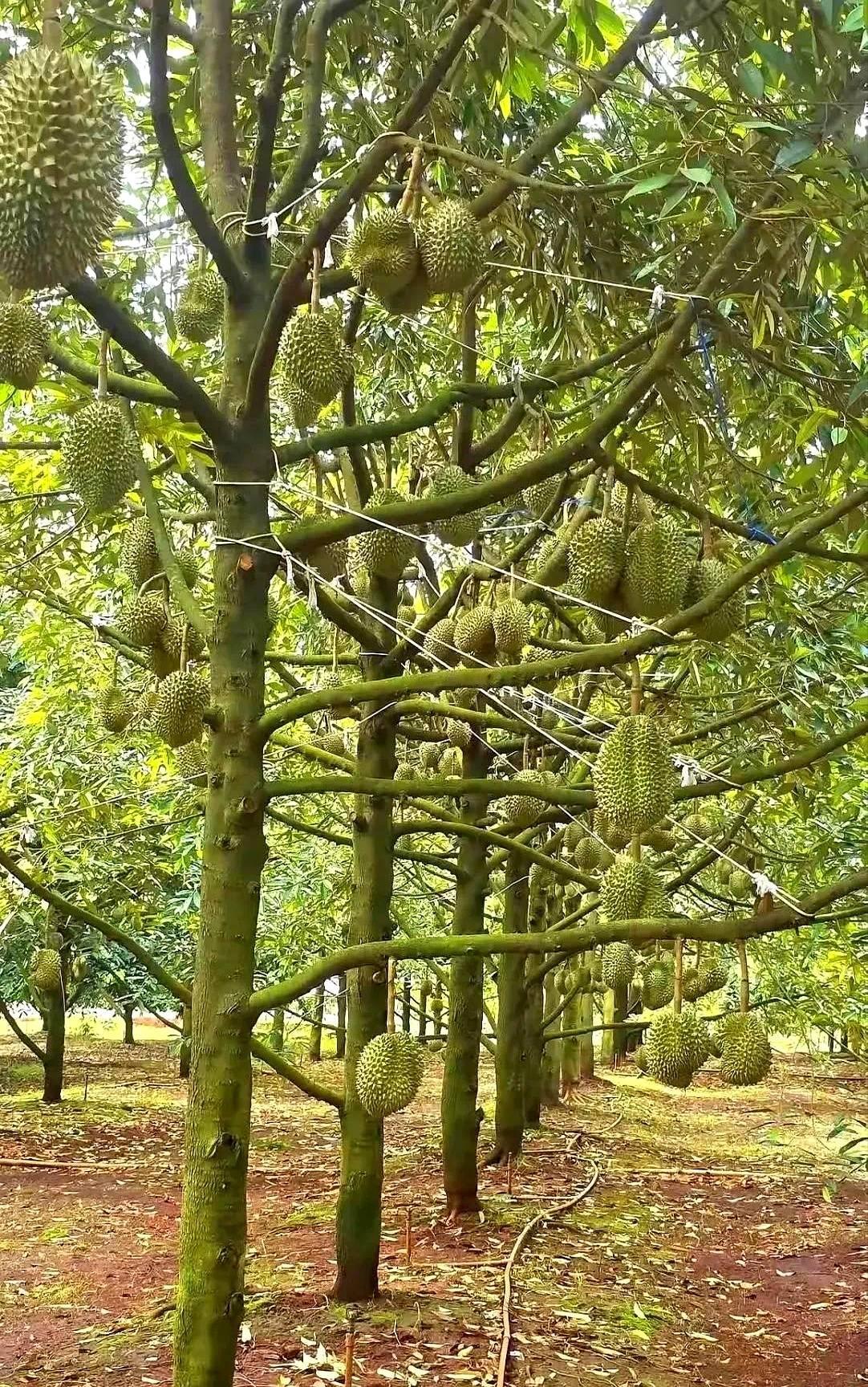 都说榴莲卖得贵，其实这东西产量挺猛。一亩地能种20棵树，一棵挂35个果，算下来