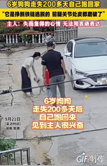 万物皆有灵性！湖南，失踪200多天的狗狗挣脱铁链，自己跑回主人家。当主人看到狗狗
