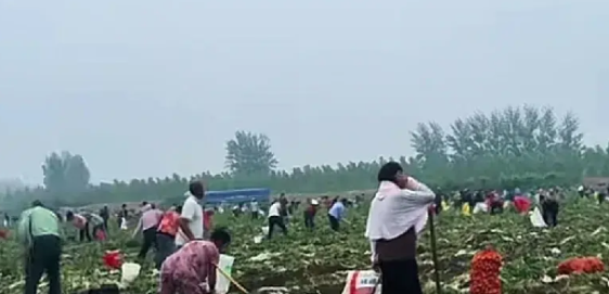 100万斤土豆被数百人哄抢盗挖这事，其实不难理解，绝对有几个带头的人，否则不可能