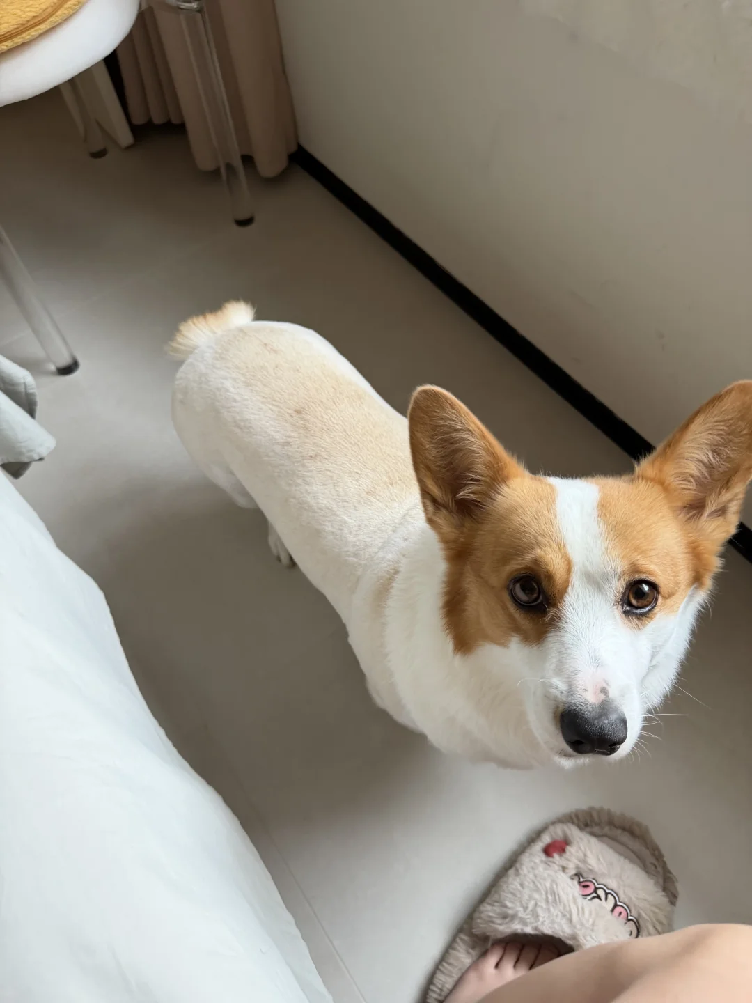 白富美🐶实锤