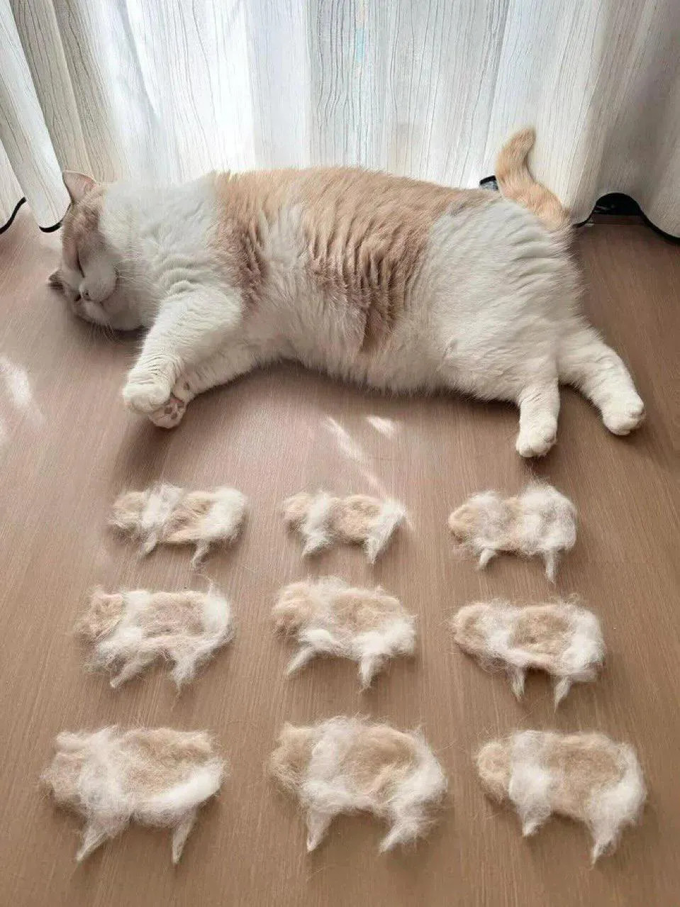 影猫猫狗狗的影分身之术！(･´ω`･)meme​​​