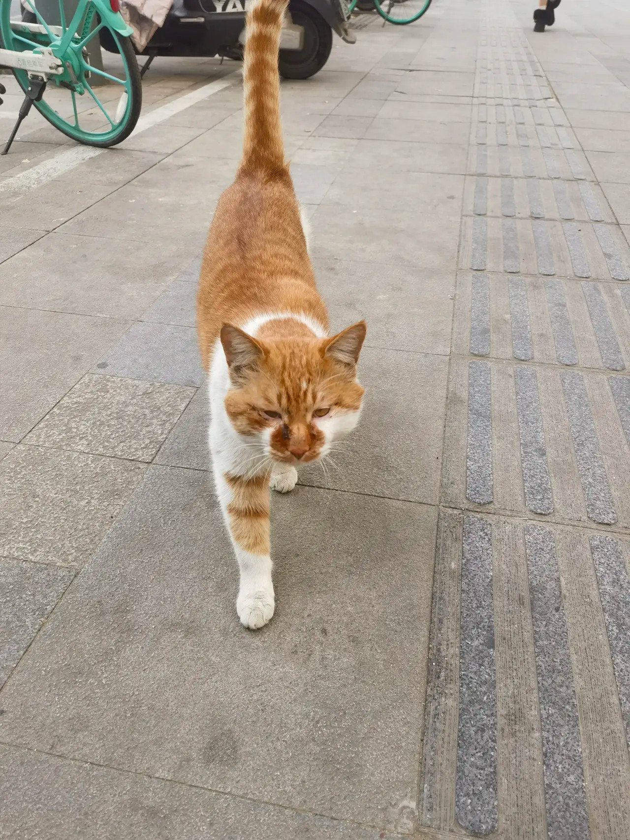 路遇小流浪，有幸有温柔的小姐姐投喂了火腿肠，狼吞虎咽的样子真是可怜见的！再瞅瞅我