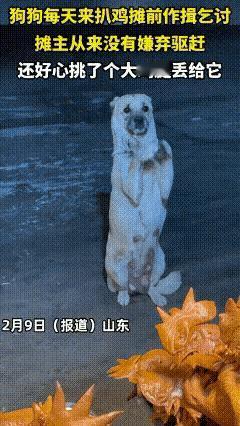 真的太暖心了！山东一只狗狗，每天都去扒鸡摊前作揖要吃的，摊主从来没赶过它，每次都