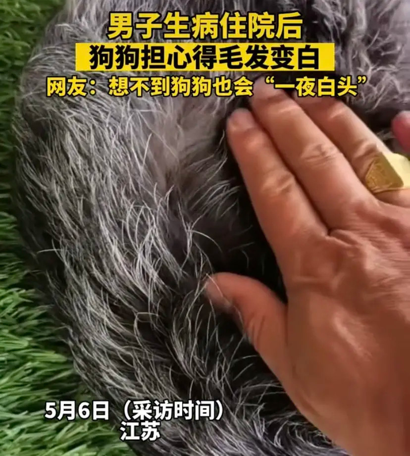 男子生病住院，狗狗担心到“一夜白头”，网友感动：万物有灵！近日，江苏一男