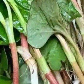 种种鱼腥草一、选地整地鱼腥草喜湿忌旱，除可利用边角地或荒地外，更宜选择排灌方便的