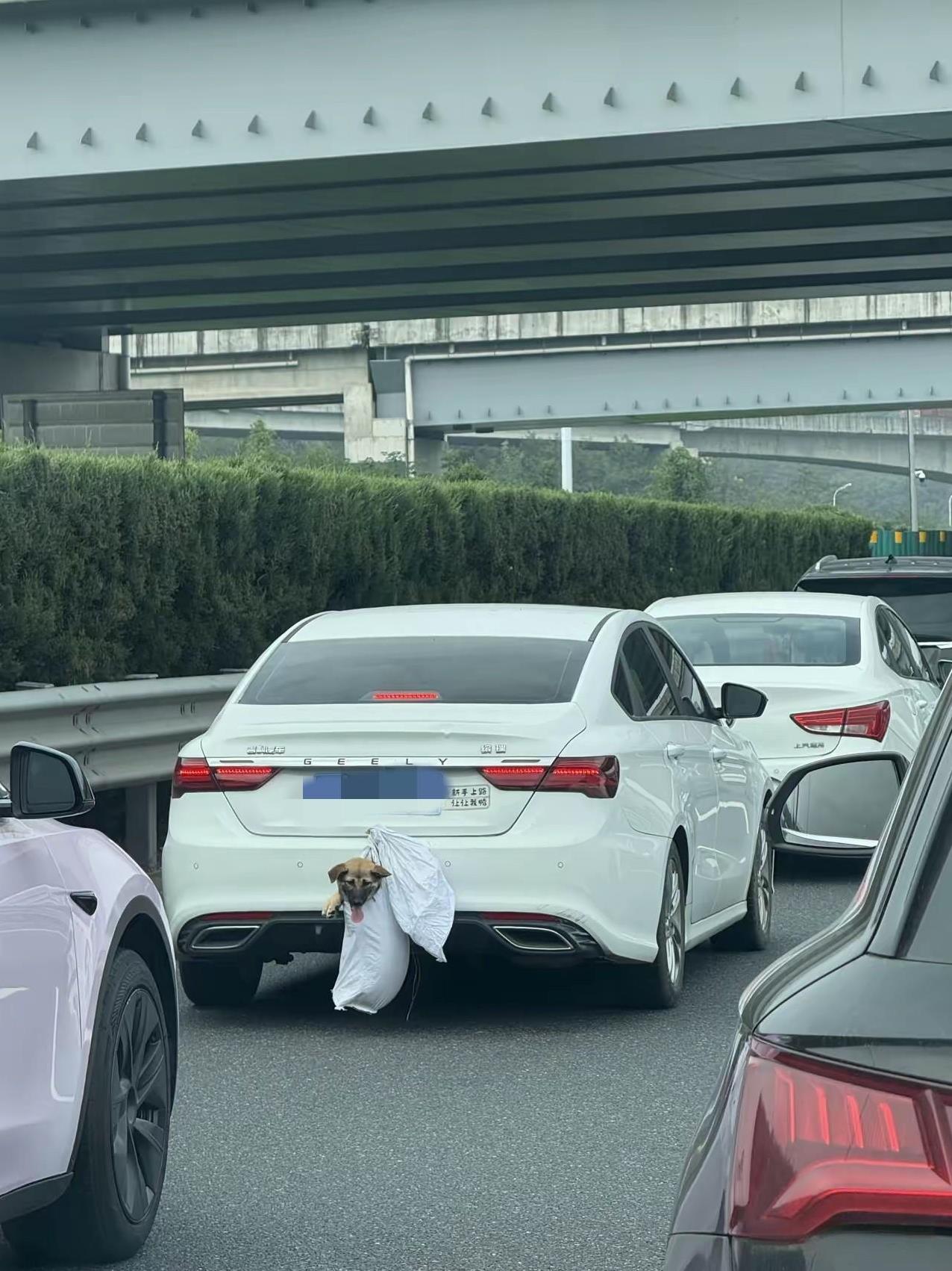 狗子：把我放在家多好，非得拉我出来遭罪！