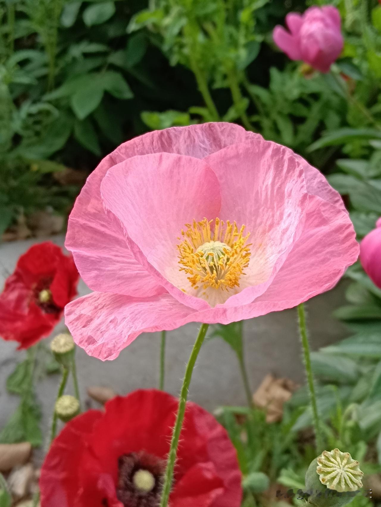 准到可怕！十二生肖后半生福报真相，看完别哭！清单1、鼠人前半生累，后半生暴富