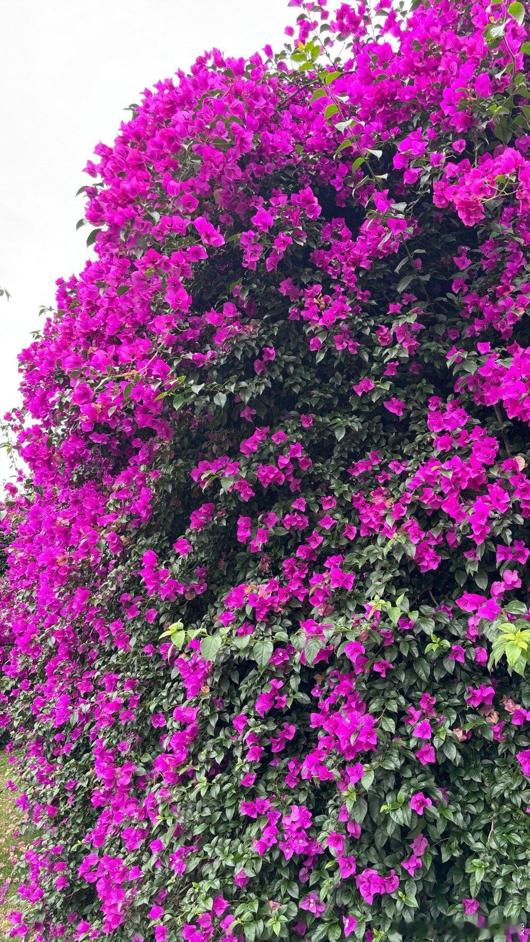 三角梅真的是很友好的花花听说是很容易种植是吧？反正这个季节街边，小区，住户阳台，