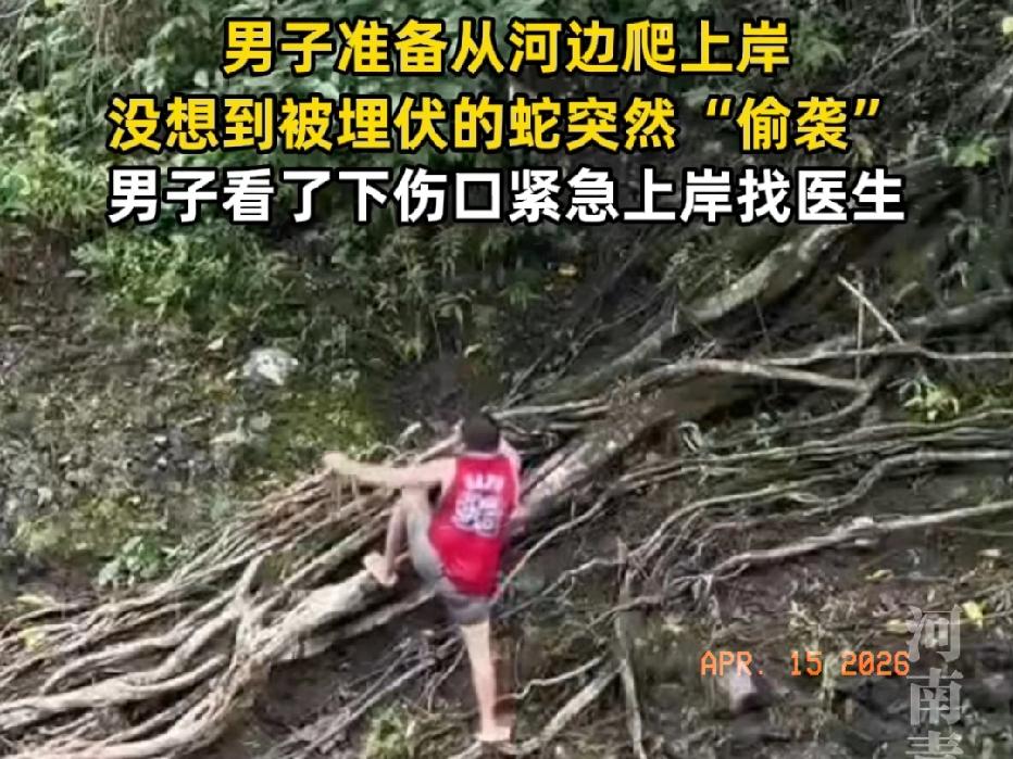 近日，一男子在河边准备爬上岸，刚把脚搭上准备翻上去，谁想，旁边埋伏着一条蛇，盯着