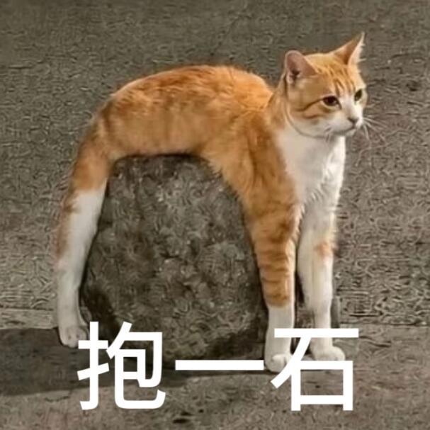 搞笑小猫表情包金秋壁纸大放送