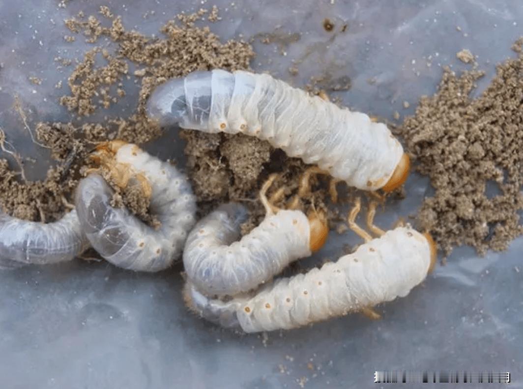 蛴螬（金龟子幼虫）是完全变态昆虫，一生要经过卵→幼虫（蛴螬）→蛹→成