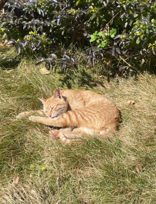 猫咪总爱趴在阳光下“瘫成饼”，不只是贪恋温暖，除了大家熟知的杀菌和合成维D，晒太