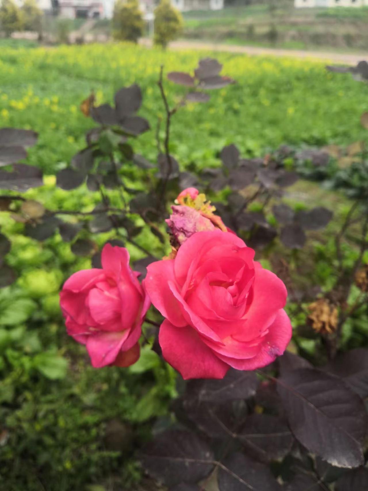 如果你也喜欢拍树不妨交换一张养花我是认真的可不可以发一张你种的花？奇花异草