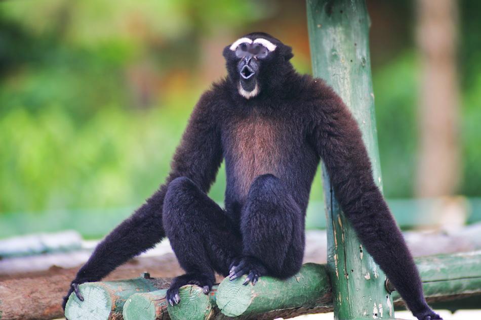 秦始皇祖母陵墓出土“失落的长臂猿”，揭开史前动物的新篇章在历史的尘埃深处，隐藏着
