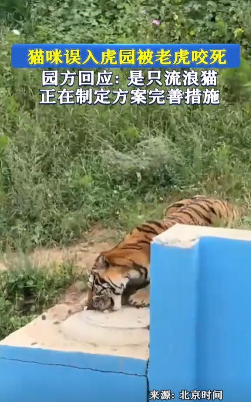 “活久见！”青海西宁，动物园里的老虎园区里突然出现了一只野猫，而老虎仅仅是几秒钟