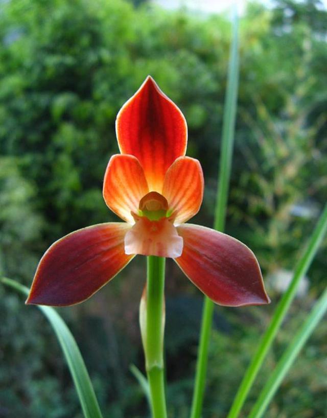 居室盆栽最出彩的花卉, 比香水好闻, 花朵艳如血, 摆家里尽显高档