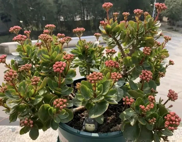 春天的长寿花“太饿了”多喂4种好吃的, 叶片杠杠肥厚, 花苞乱窜