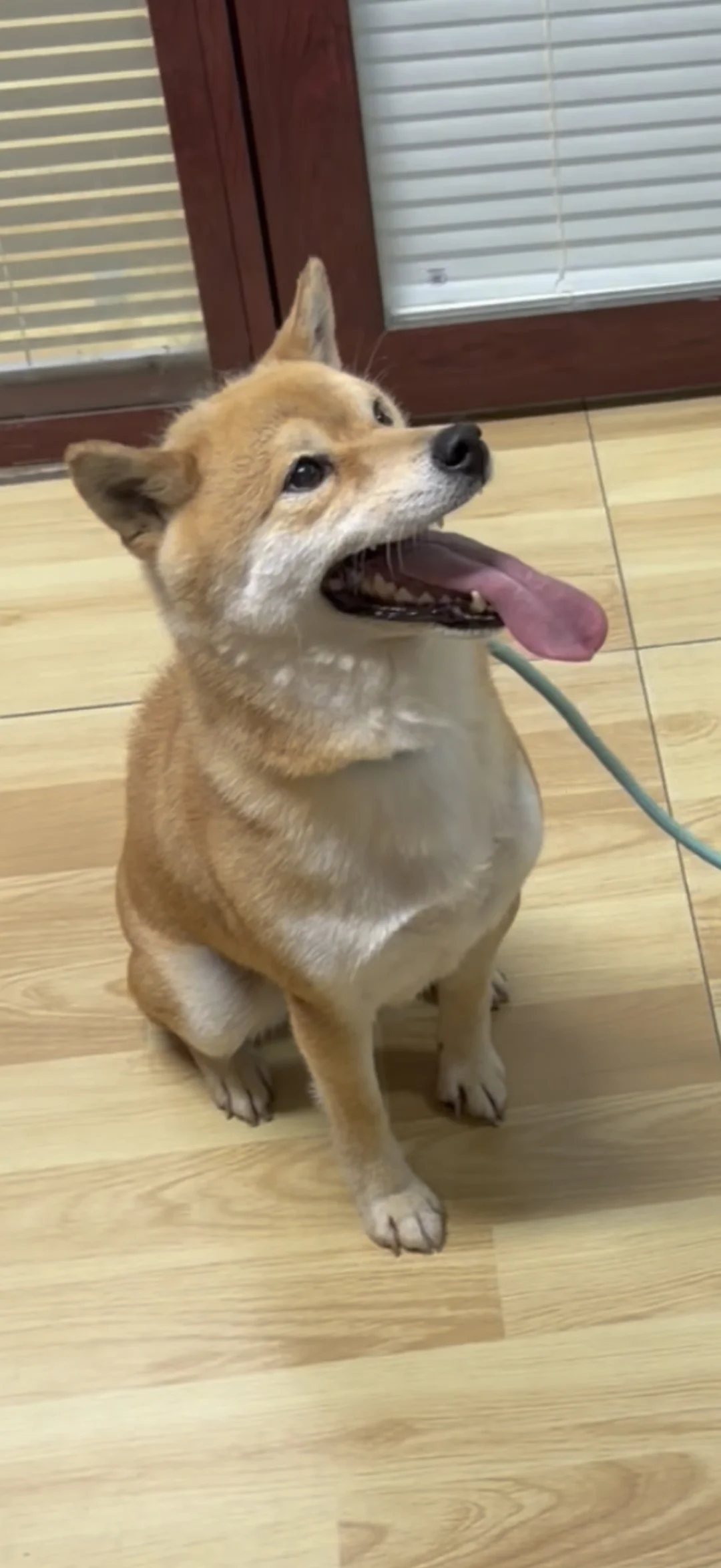 山东谁家的柴犬丢了！！