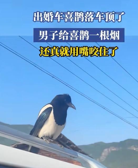 5月29日，辽宁一男子出婚车，喜鹊忽然落在婚车顶上，男子便顺手递了支烟。不料，喜