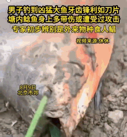 事出反常必有妖！北京市郊，一处池塘里，一男子钓上一条拽力极大的怪鱼，而此前塘中鲶