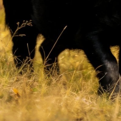 特种野猪养殖小常识（适合新手）1. 合法养殖养杂交特种野猪，要走正规养殖手续，合