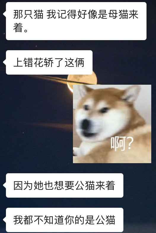 [哭哭][哭哭][哭哭]今天得知跟我家猫同一窝同花色的另一只奶牛猫是母猫，是我心心念念