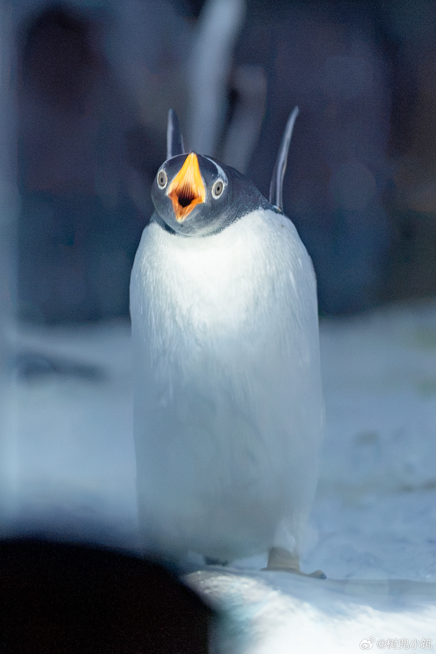 南极恐怖🐧​​​