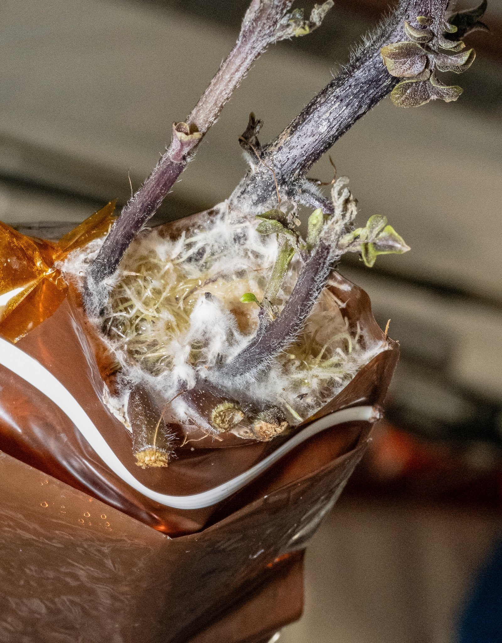 美国DonPettit在国际空间站上种植的土豆