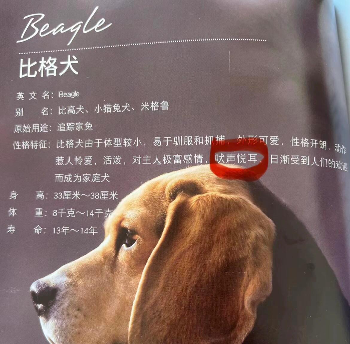 这个文章是不是比格自己写的​​​
