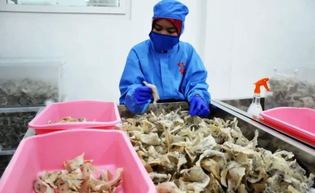 中国的门，不是谁都能进！中国暂停印尼19家企业对华出口资格，涵盖燕窝、水产等品类