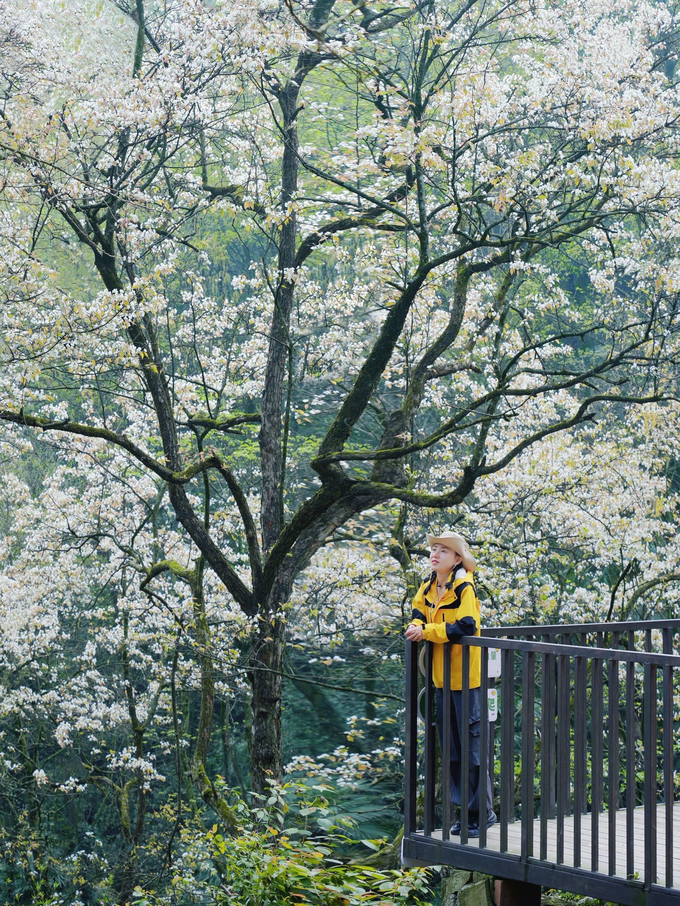 成都周边！舍不得公开的樱花徒步秘境🌸。这绝对是成都周边最值得去的仙山...