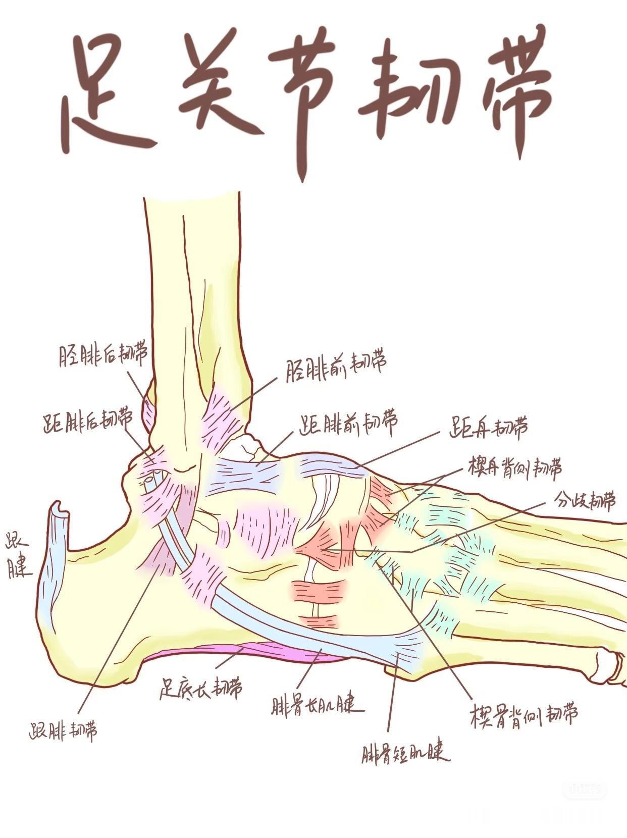 崴脚后脚踝一直疼，是不是韧带伤了？今天来详细讲讲你的脚踝韧带有哪些，以及它们的关
