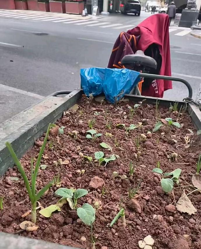 三轮车还能这样用，论城里人对种菜的执念有多深！这哥们用三轮车变身"移动菜园"，