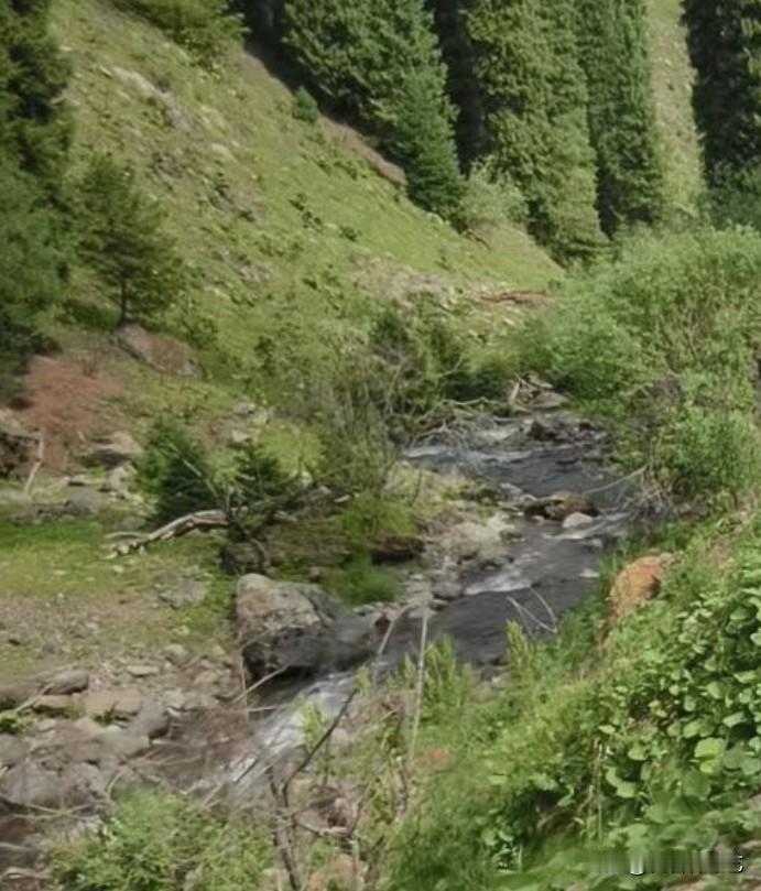 夏日生活打卡季青山覆满浓绿草木，溪流顺着山石蜿蜒流淌，林间草木繁茂，潺潺水声伴着