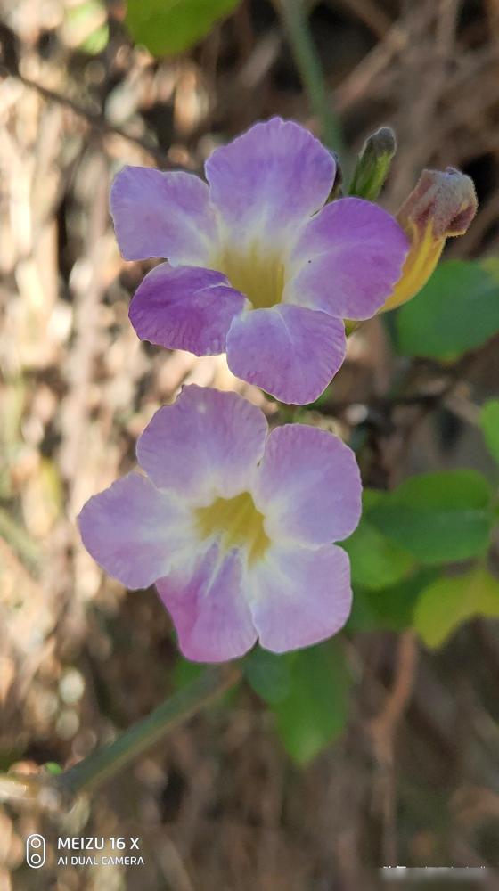 我就不明白了，明明无论是花色、花型、或叶子都有所不同，为啥都取名宽叶十万错呢？