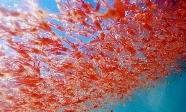 南极磷虾有多厉害？你不知道的冷知识！1，据估计，在南极洲附近生活了超过700万亿