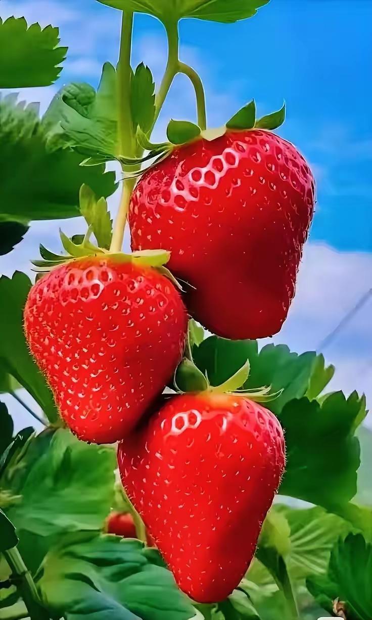 最近，两个少年创业者火遍全网：一个是深圳少年小陈的烤鸡摊，从2张桌扩张到40张，