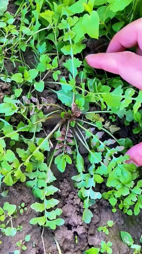 春日第一野菜|荠菜采摘与美食攻略，您知道多少？