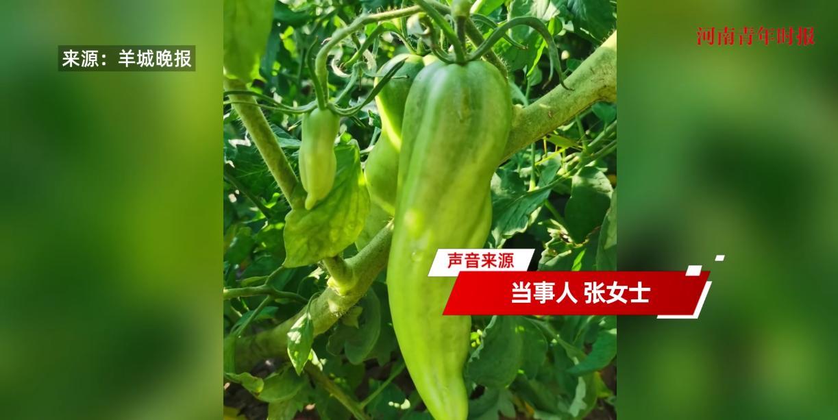 “活久见！”近日，黑龙江，一女子买来了一些番茄种子后，将它们种在家里，可谁知长出