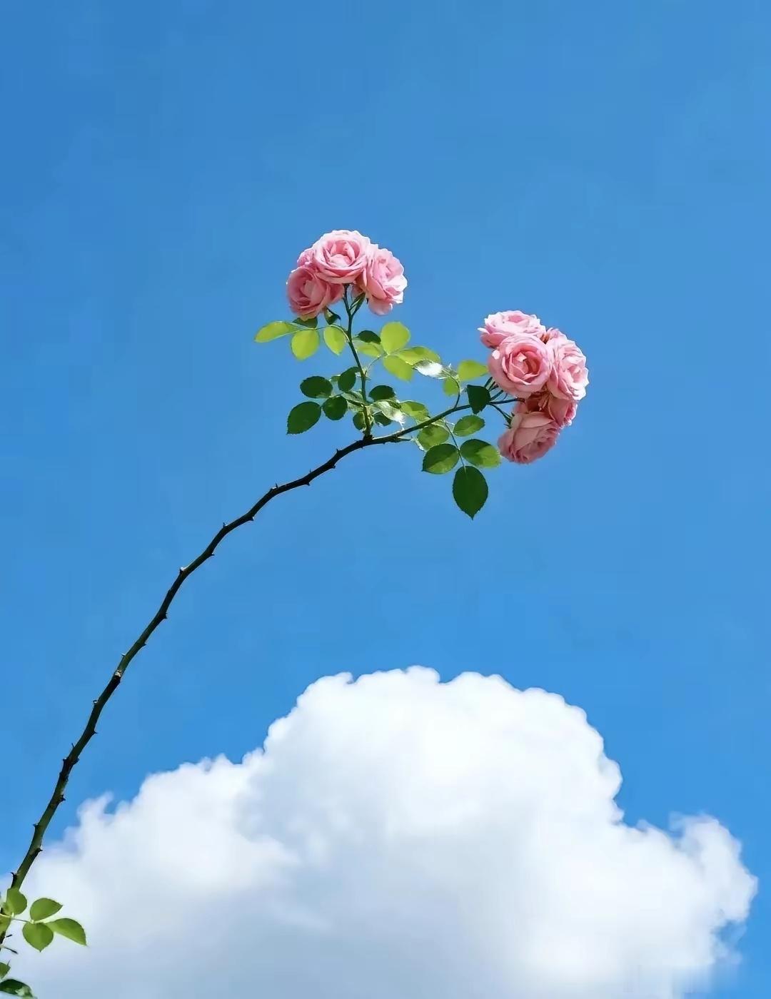 最贵的从来不是药，而是认知药能缓解一时病痛，认知才能守住一生安康。很多人习惯等到