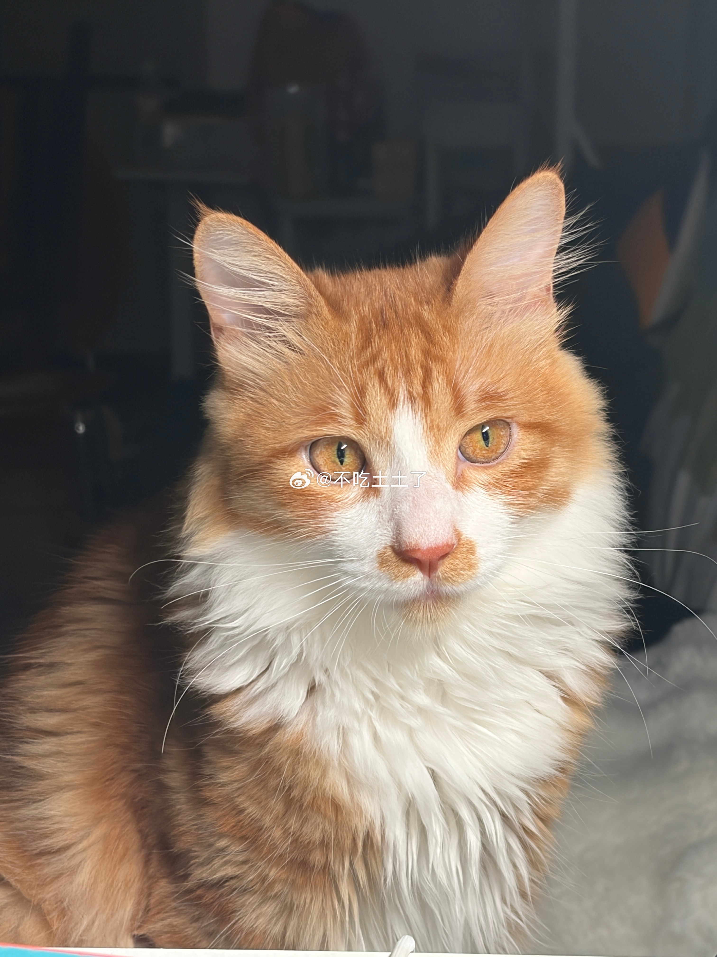 小猫咪🐱​​​