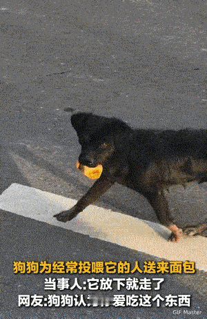 万物皆有灵！河南，女子投喂了一个月的流浪狗，从老远跑过来找她，一开始以为它饿了来
