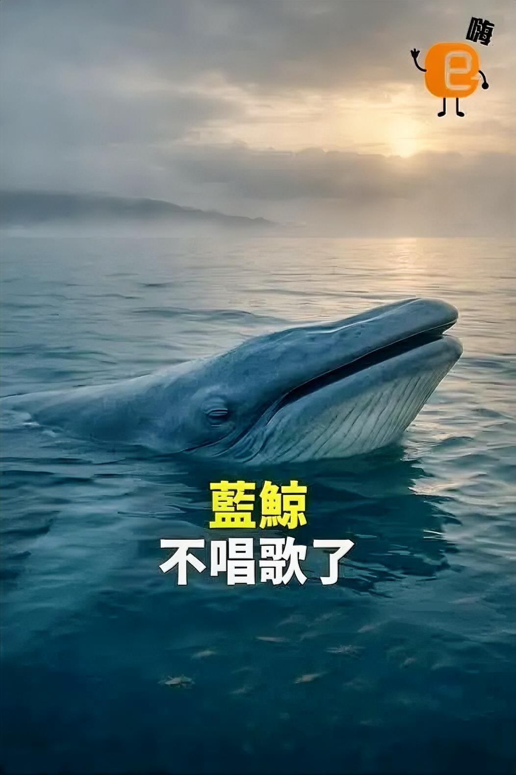蓝鲸集体“静音”！背后真相让人心慌最近，海洋学家发现了一个可怕的现象：加州