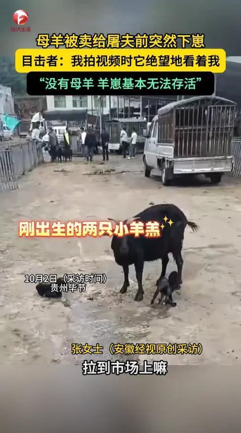 近日，贵州毕节，一女子拉着羊到市场上卖，刚卖给屠夫，其中一只母羊突然产下2只羊羔