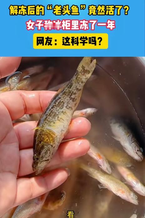 “太不可思议了！”黑龙江，女子将放在冰箱里冻了一年的鱼拿出来解冻，万万没想到冰块