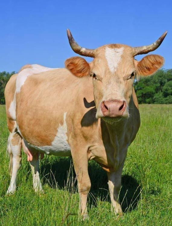 阿根廷为啥非得跑一万多公里，把牛肉便宜卖到中国？因为他们的牛肉，在阿根廷附近区域